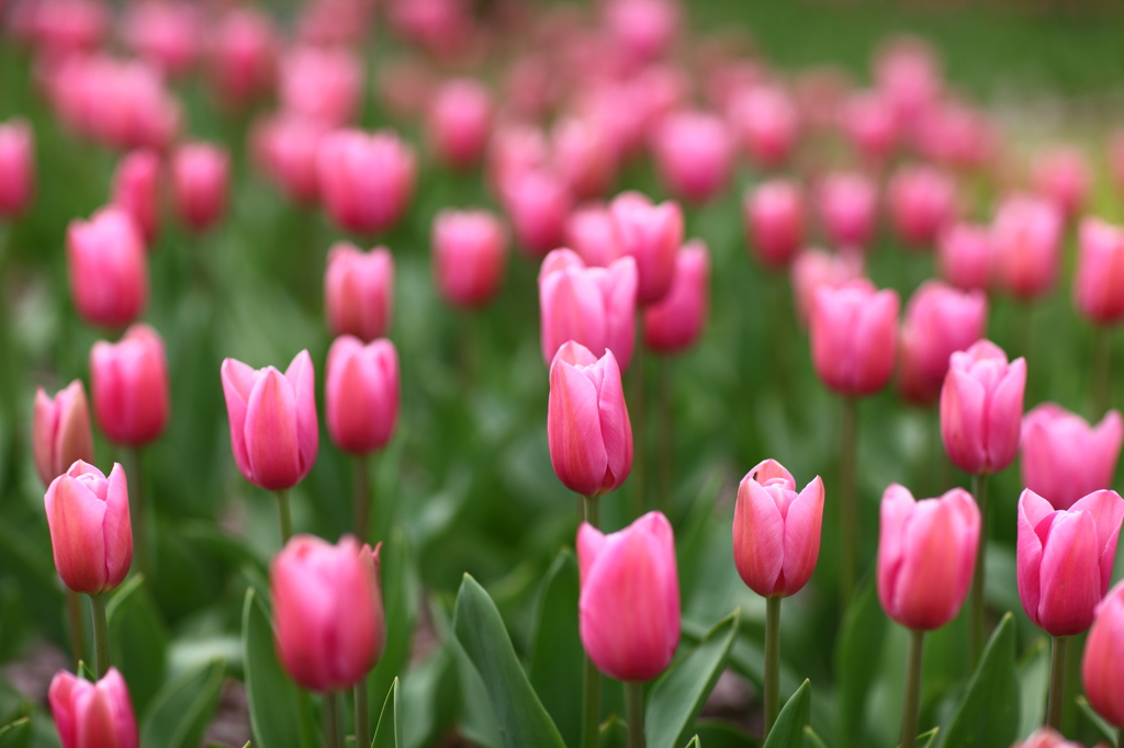 Shiny pink