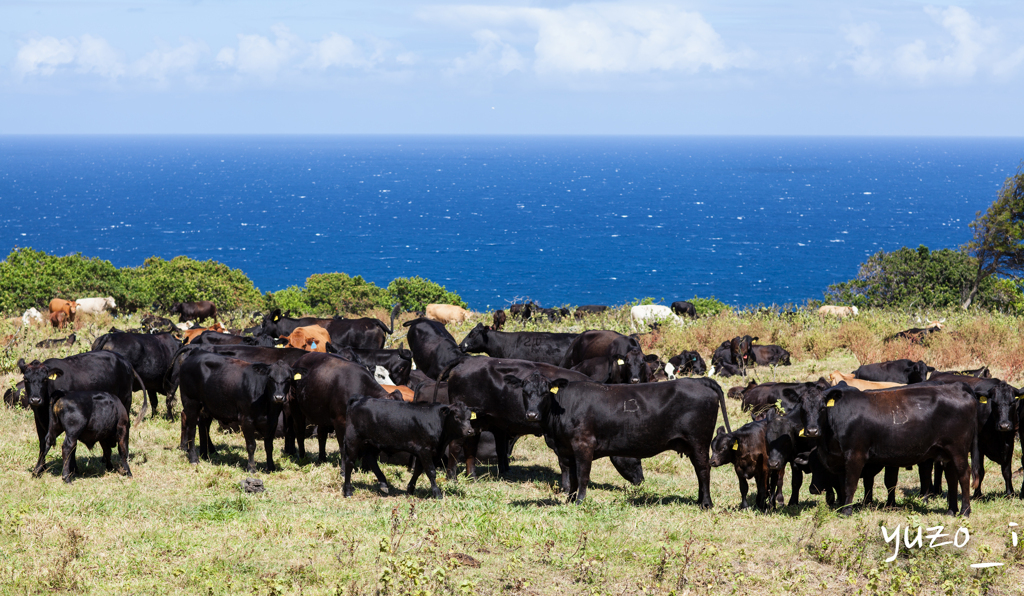 Cows and blue ocean