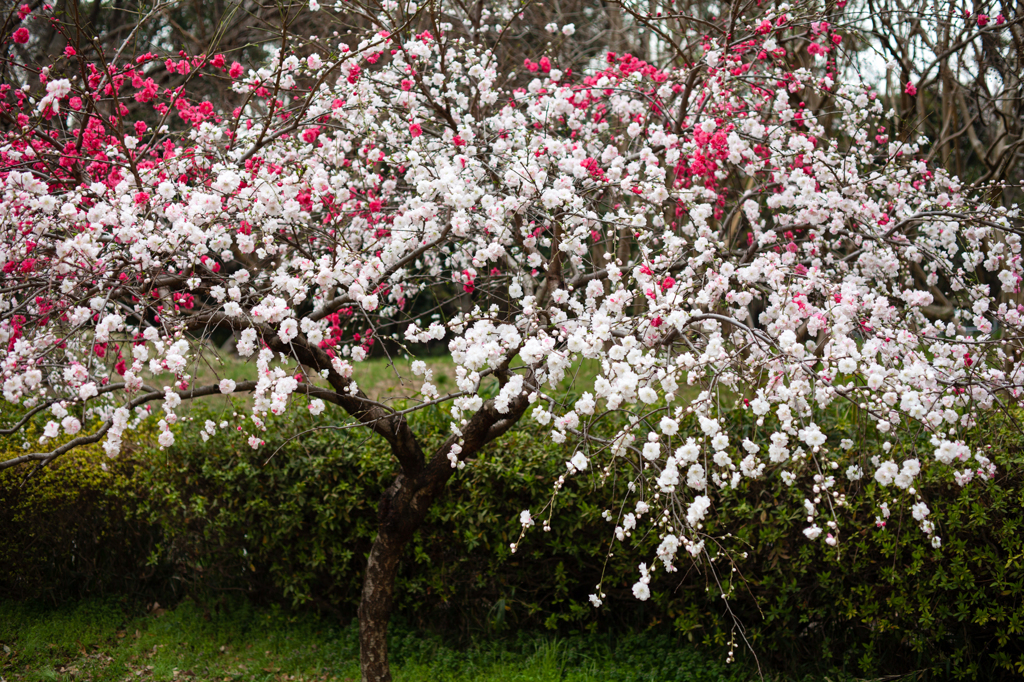 Exquisite plum flowers