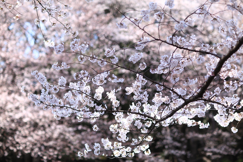さくら