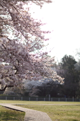 桜道