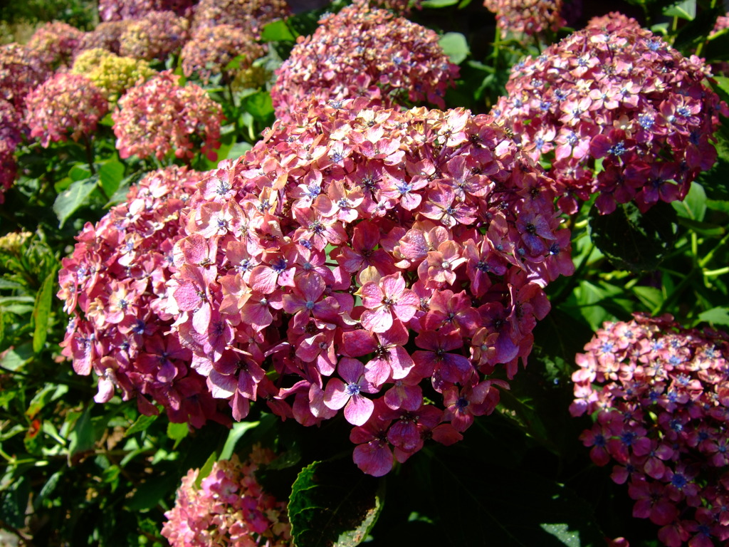 紫陽花2011