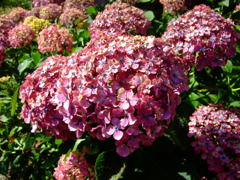 紫陽花2011