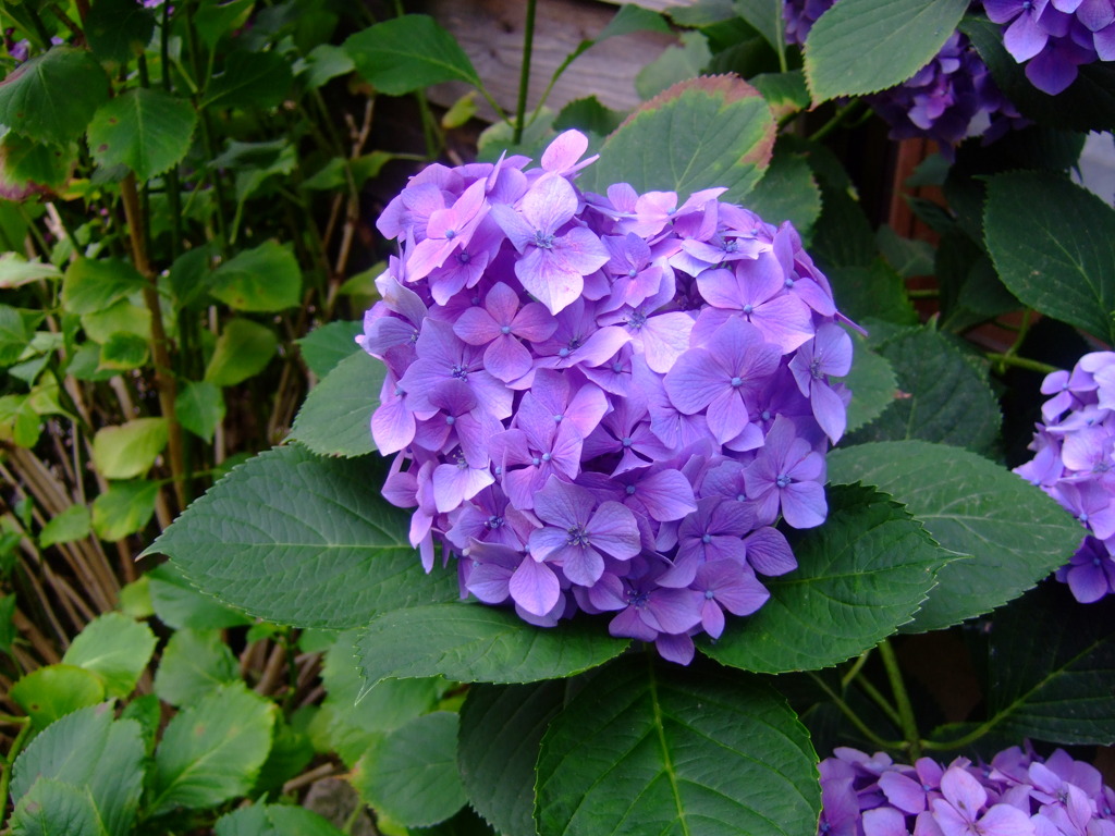 紫陽花2009