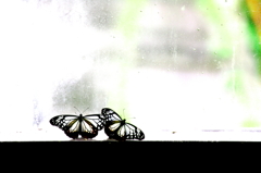 蝶々×2