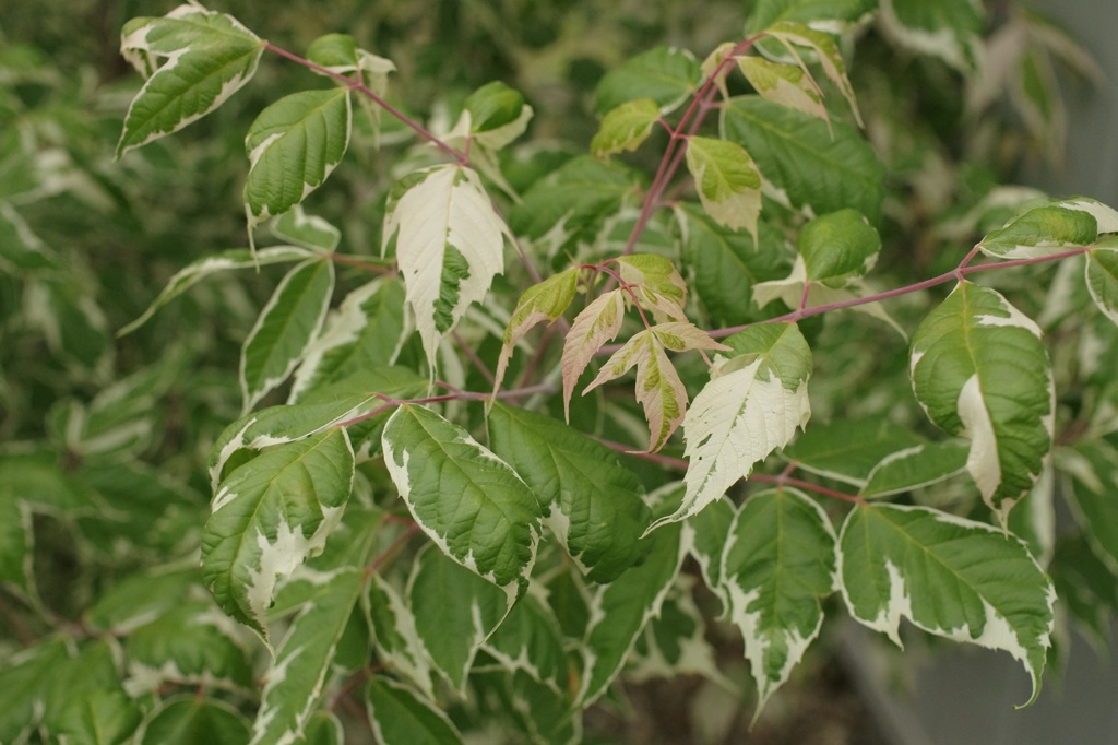 シンボルツリー