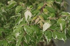 シンボルツリー