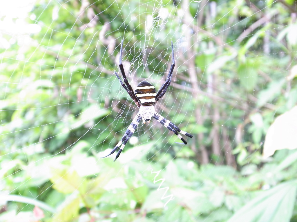 凶暴そう・・・