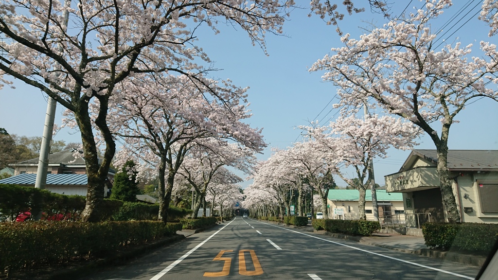 通勤桜