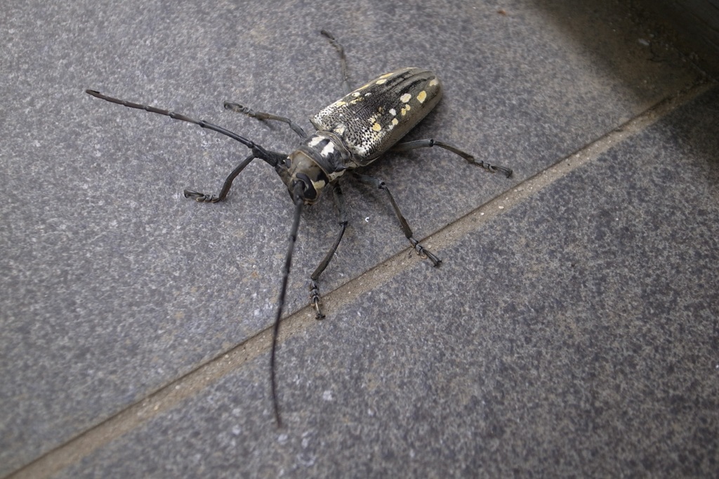 ウチのベランダで