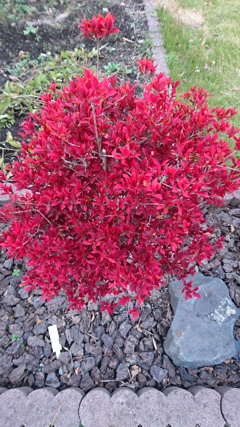 我が家の紅葉