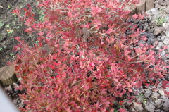 家の紅葉