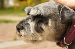 シュナイダー犬 怒り気味