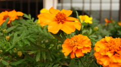 雨に濡れたマリーゴールド