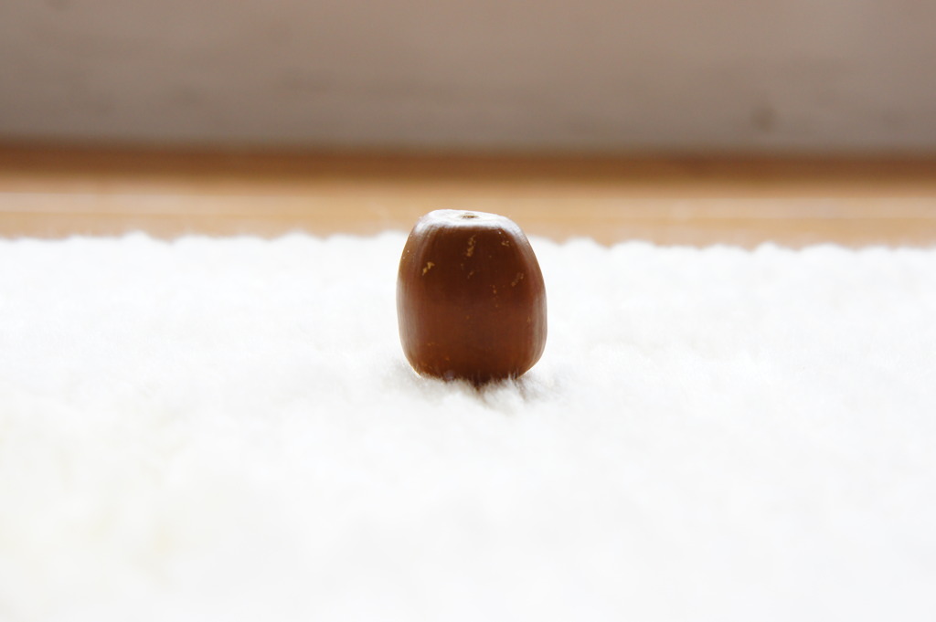 どんぐりの日光浴