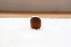 どんぐりの日光浴