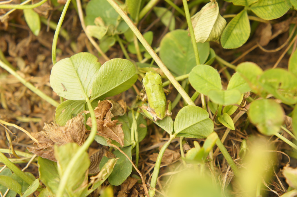 アマガエル発見！！