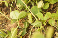 アマガエル発見!!