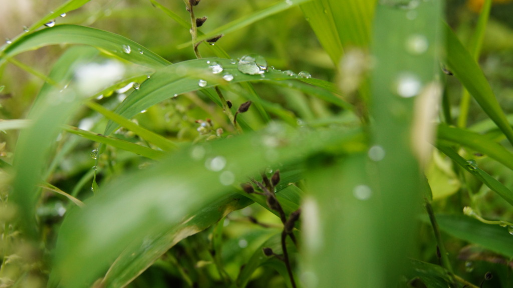 水玉　on the grass
