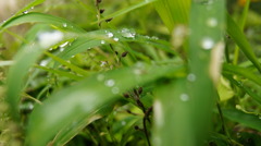 水玉　on the grass