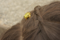 三つ編みの横にアマガエル、