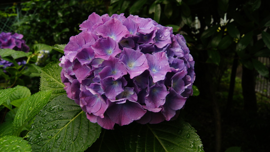 でっかい紫陽花