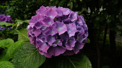 でっかい紫陽花