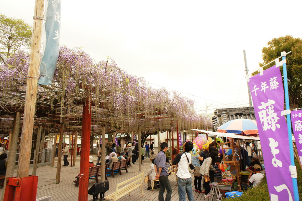 まだ5分咲き・・・