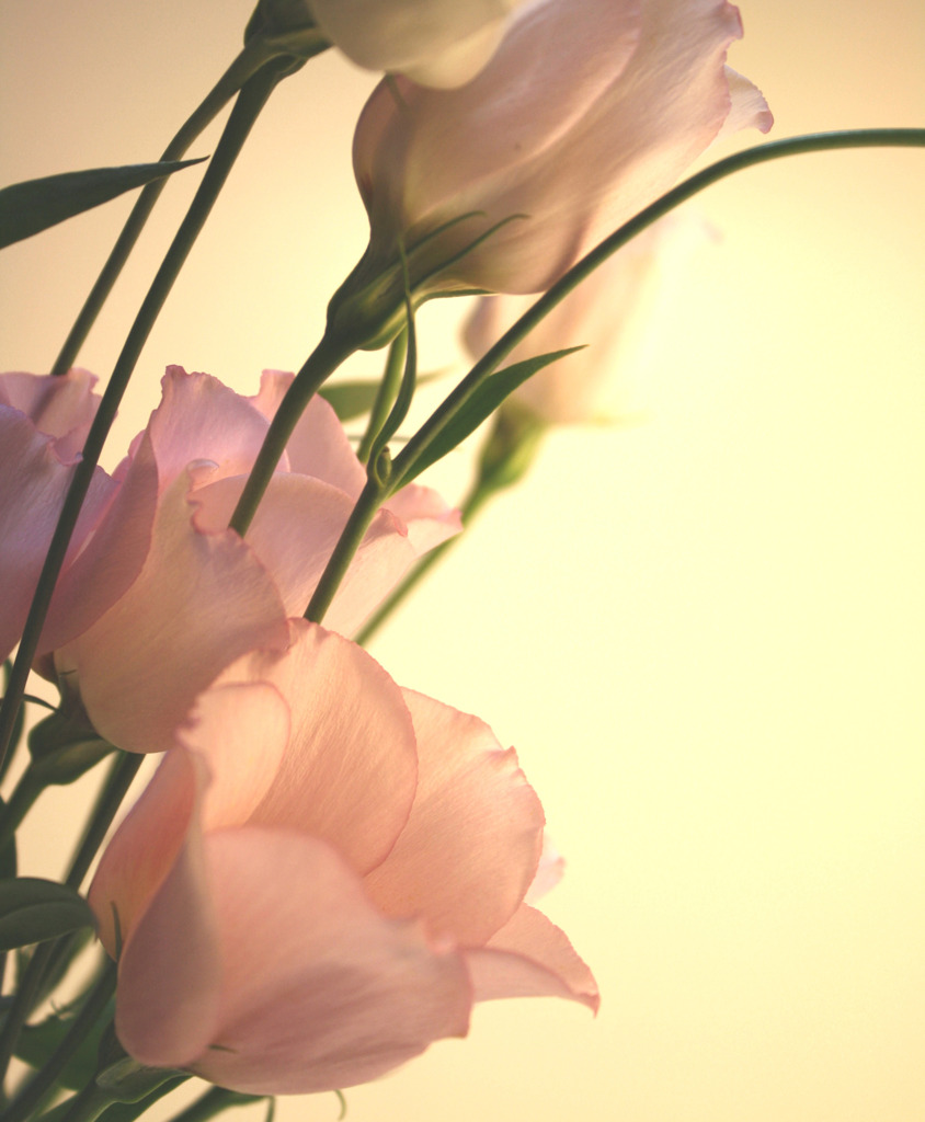 トルコキキョウ