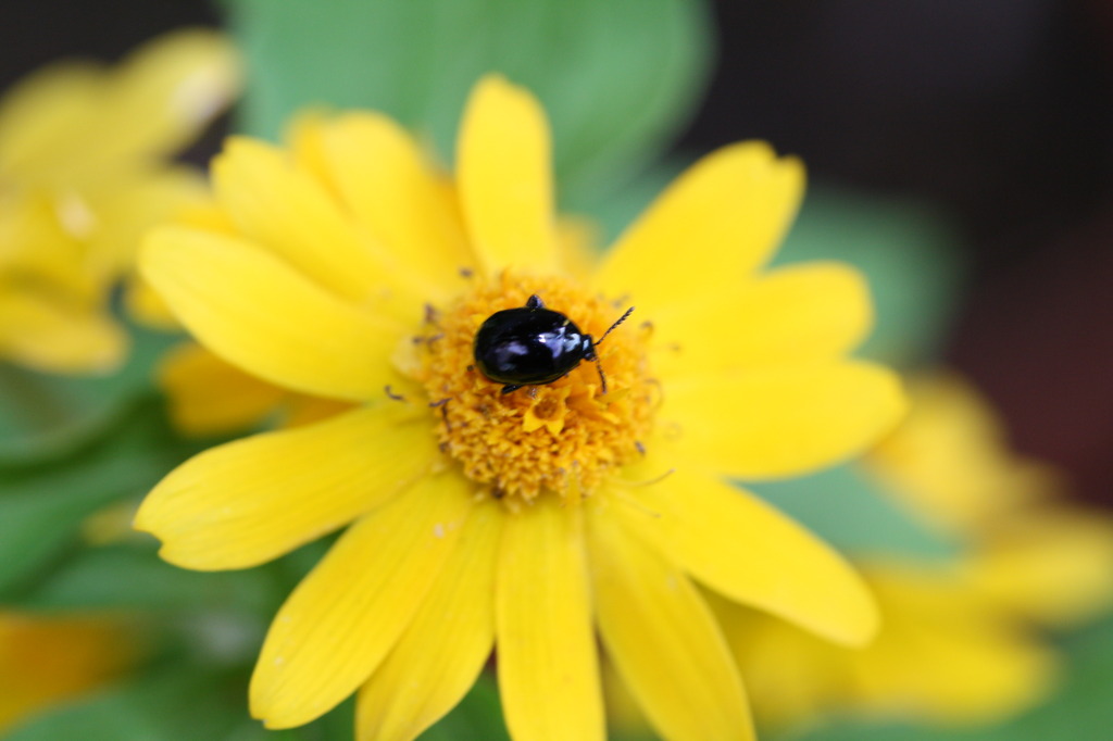 メランポジウム