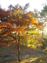 夕日と紅葉