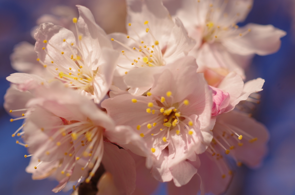 春めき桜