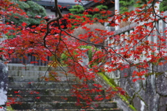 １１月も終わりだ。
