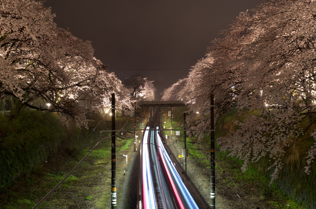 山北夜桜