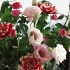 我が家の花１