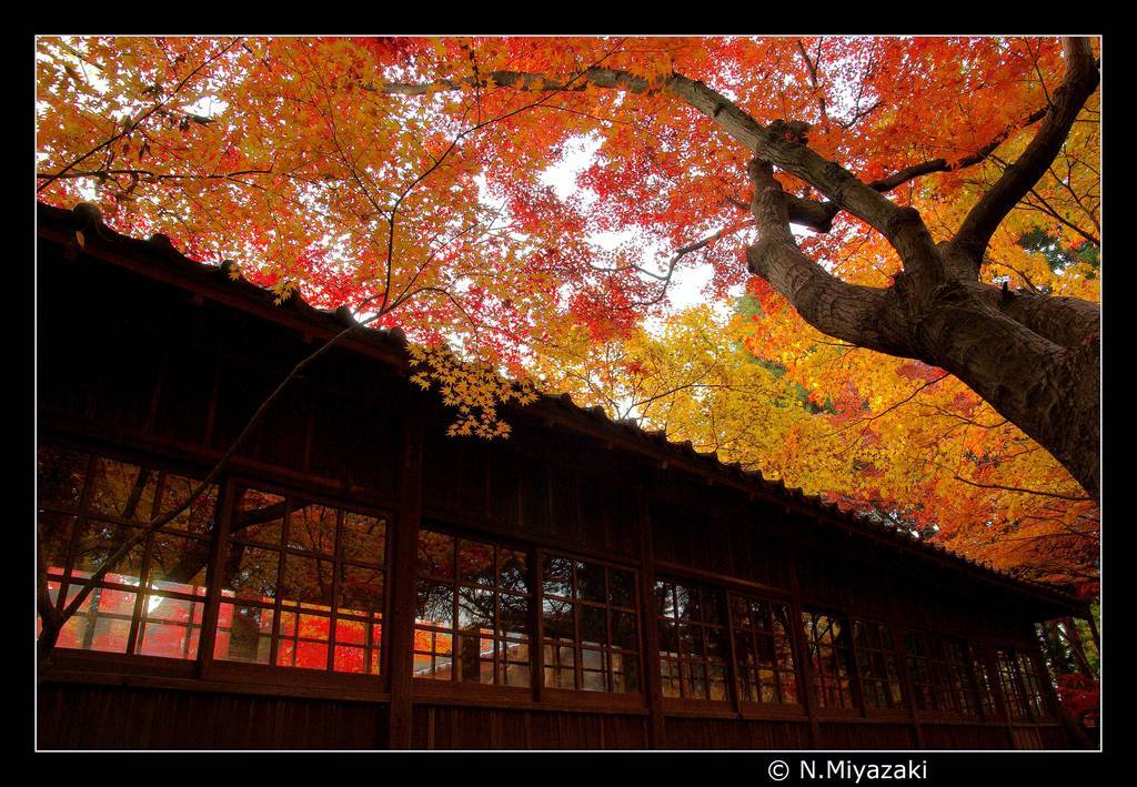 秋の色　Fall colors