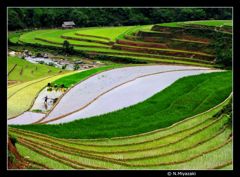 田植え