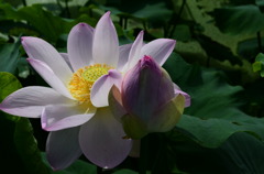 蓮花2