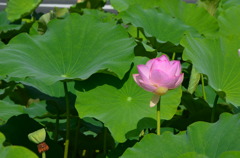 蓮花6