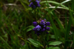 霧山の精花