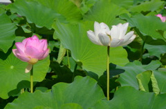 蓮花5