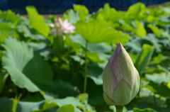 蓮花3