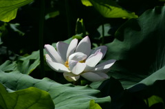 蓮花4