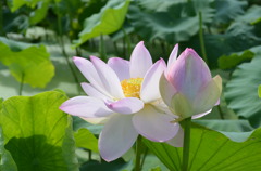 蓮花１