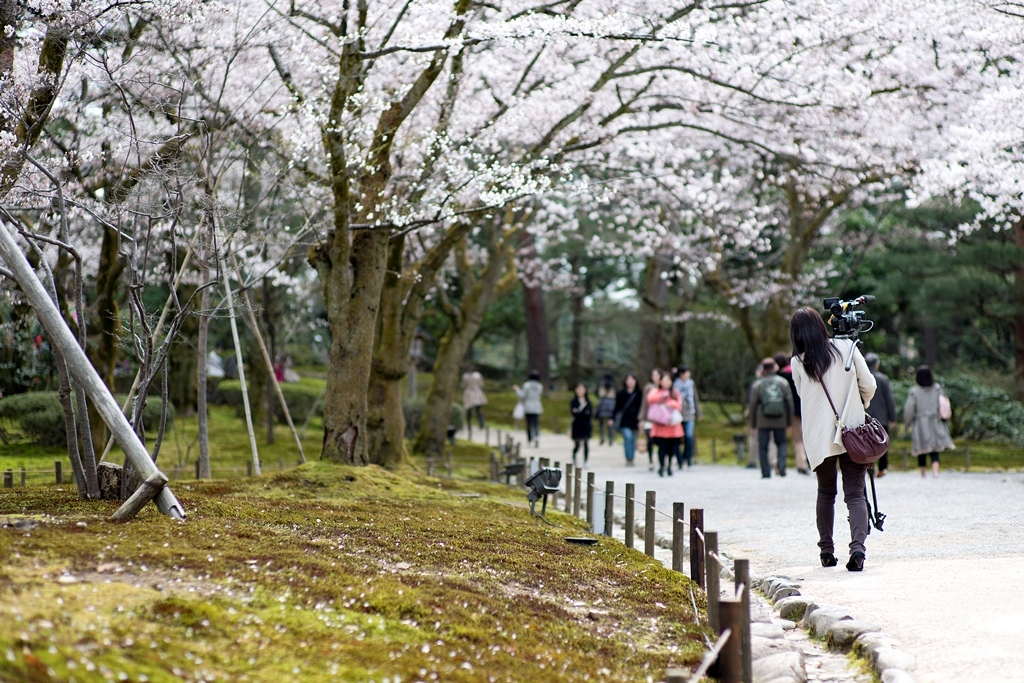 満開の週末