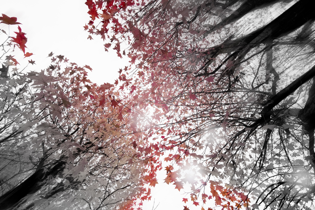 幻想紅葉図