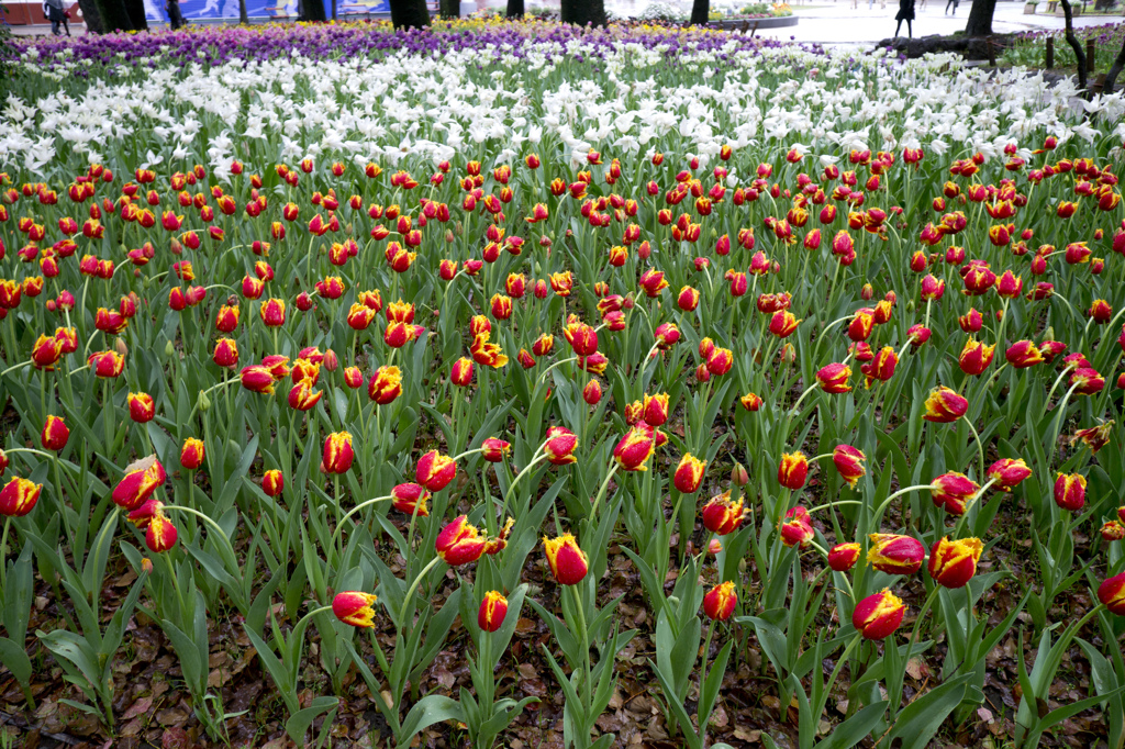 Waving Flowers