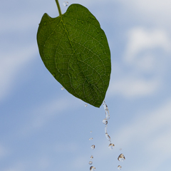 Go Green