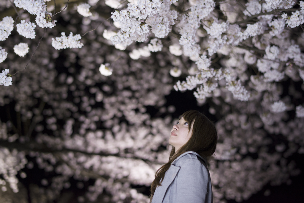 夜桜