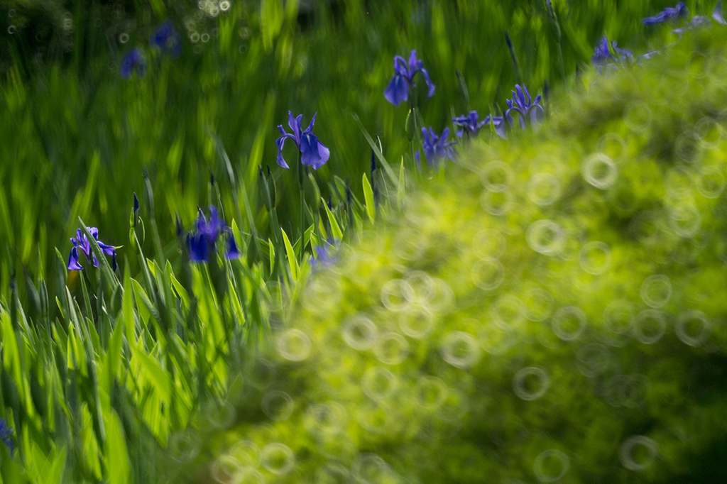 金環（リング）の世界
